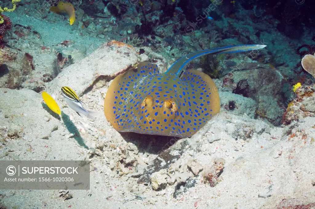 Bluespotted ribbontail ray Taeniura lymma grubbing in sandy sea bed for food  Rinca, Komodo National Park, Indonesia