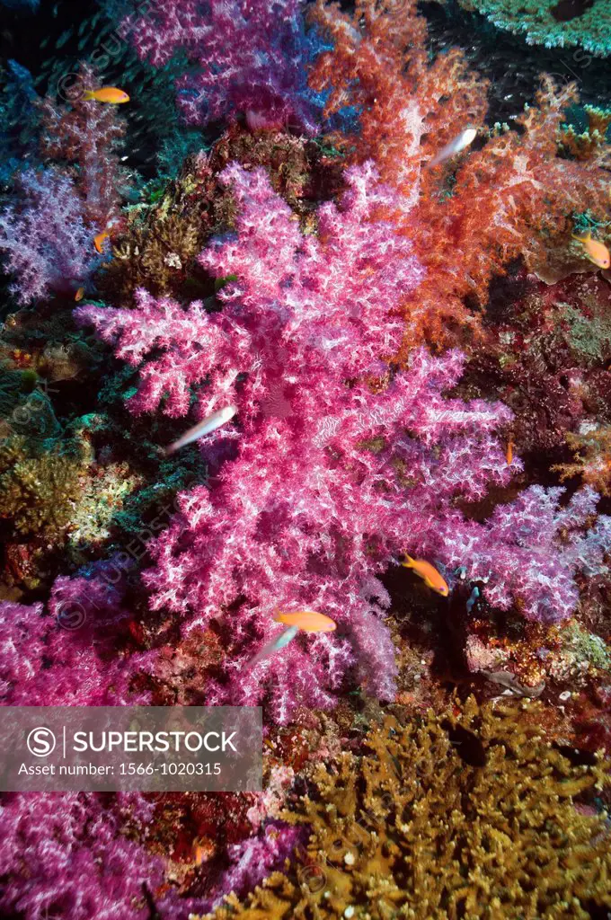 Soft corals Dendronephthya sp on coral reef  Andaman Sea, Thailand