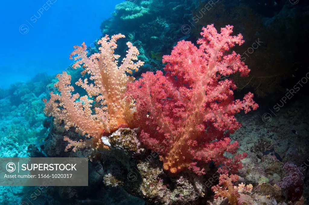 Soft coral Dendronephthya sp  Egypt, Red Sea