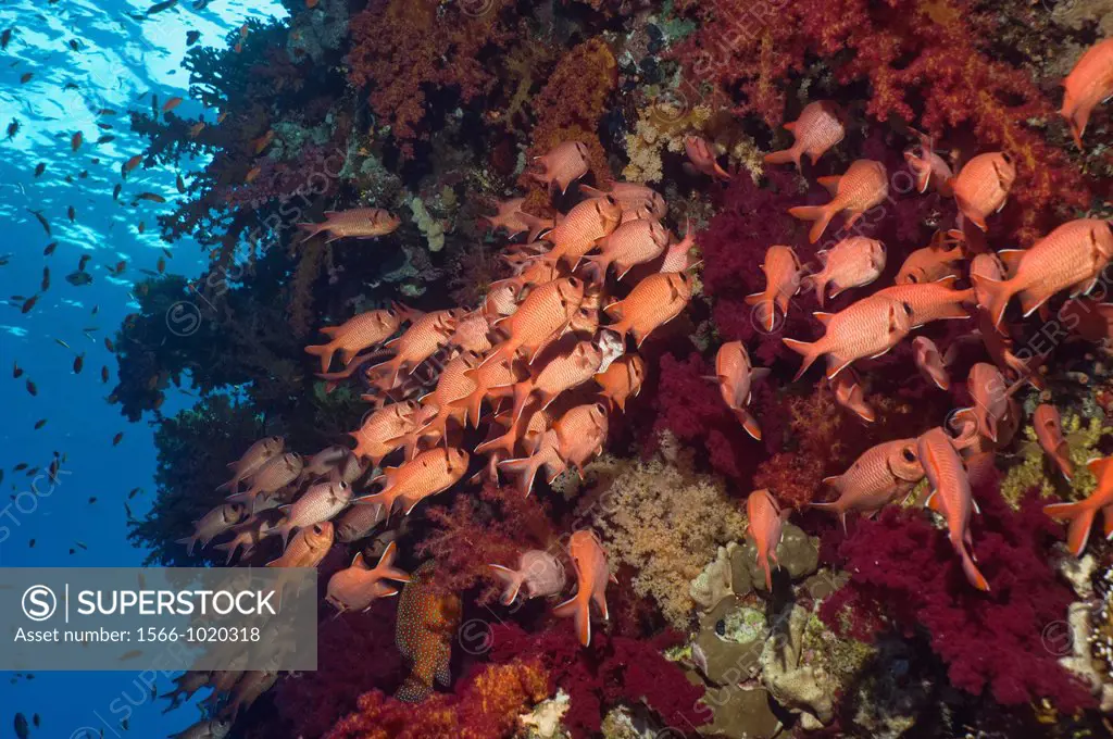Red Soldierfish Myripristis murdjan sheltering in soft corals  Egypt, Red Sea