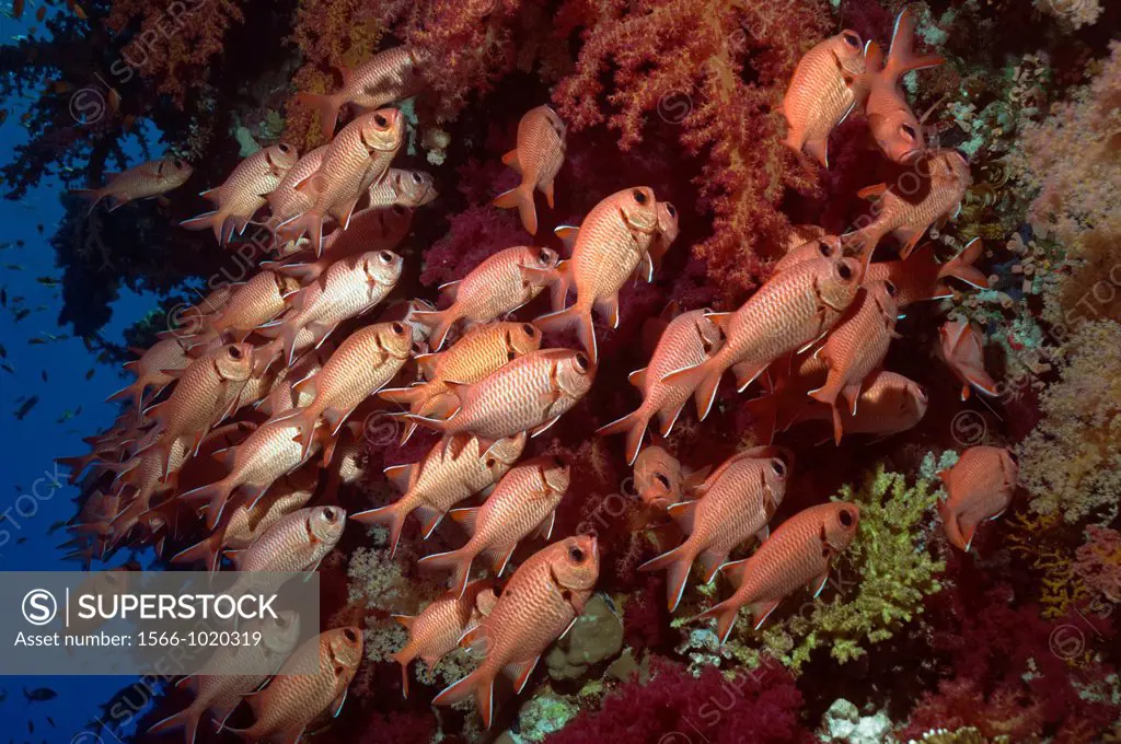 Red Soldierfish Myripristis murdjan sheltering in soft corals  Egypt, Red Sea