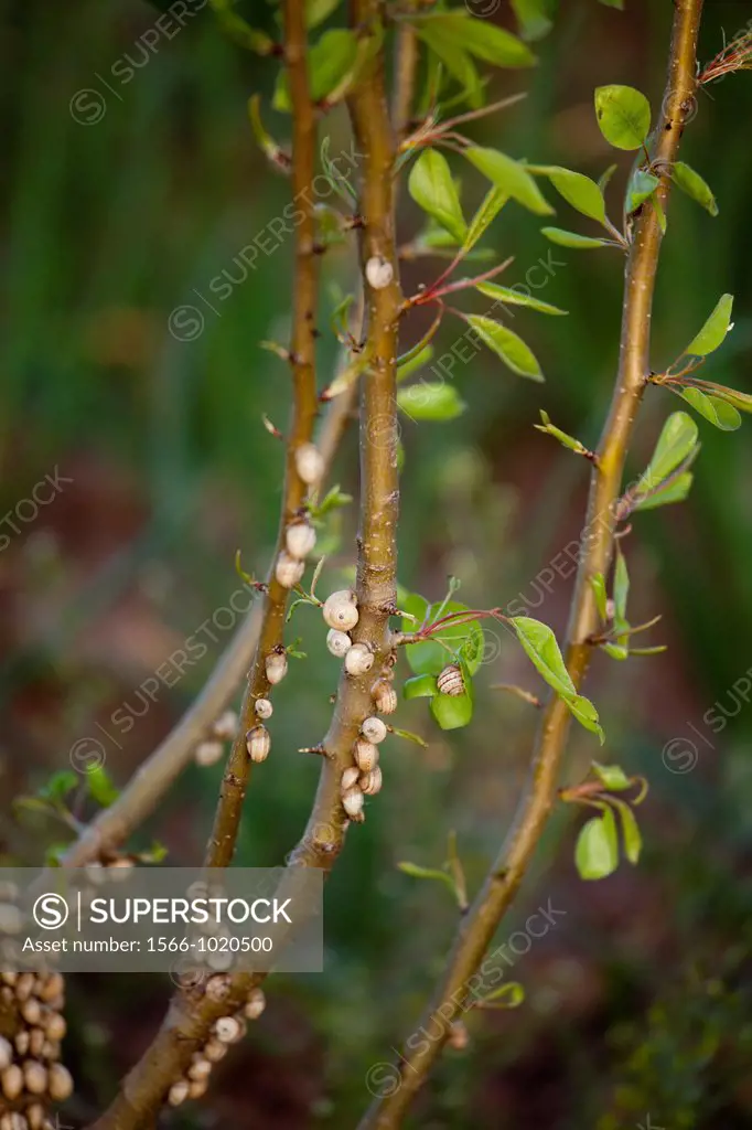 many snails in a pear tree branch, Cordoba, Andalucia, Spain, Europe