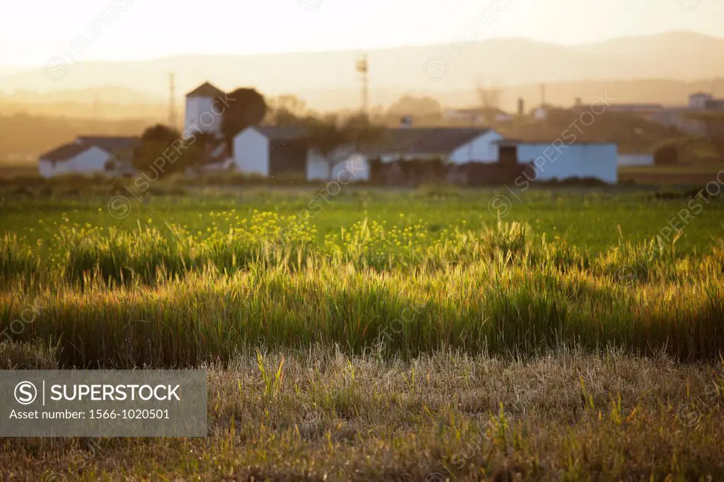 forefront of green crop cereals with farm and mountains in the background, Villafranco Cordoba, Cordoba, Andalucia
