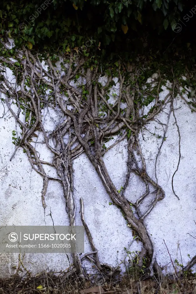 Inherits helix ivy climbing on white wall, Sierra de Aracena, Huelva Andalucia, Spain, Europe