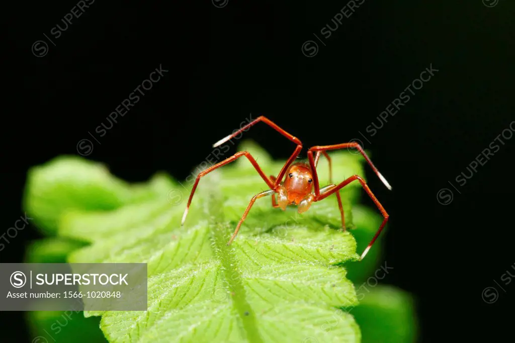 Ant mimic spider, borneo