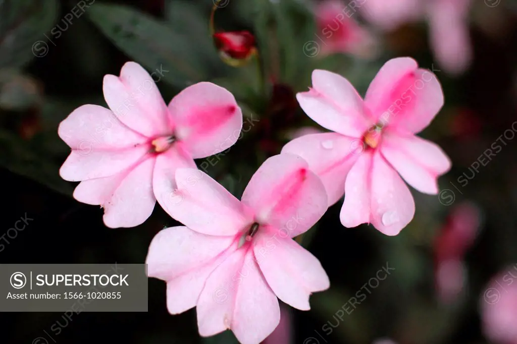 Pink Color Tropical flowers, asia