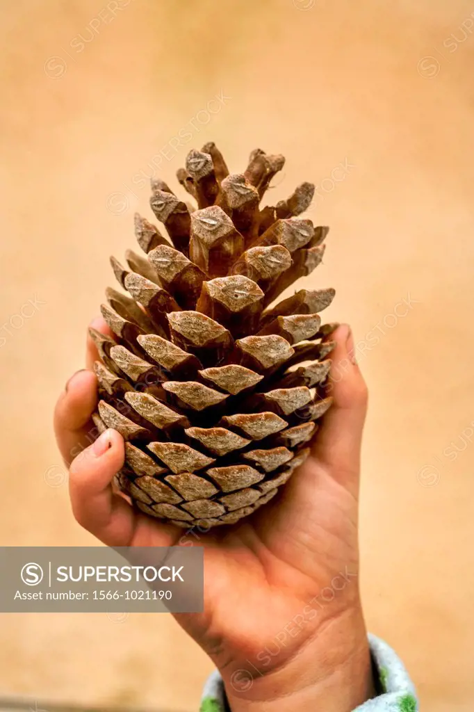A child´s hand holds a pine cone