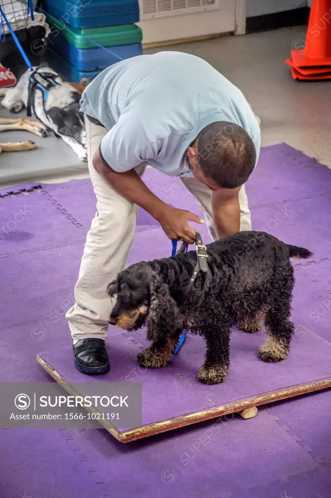 A Hispanic veterinary technician places a dog on a teeter-totter board to help the animal recover a sense of balance to aid recovery from a interverte...