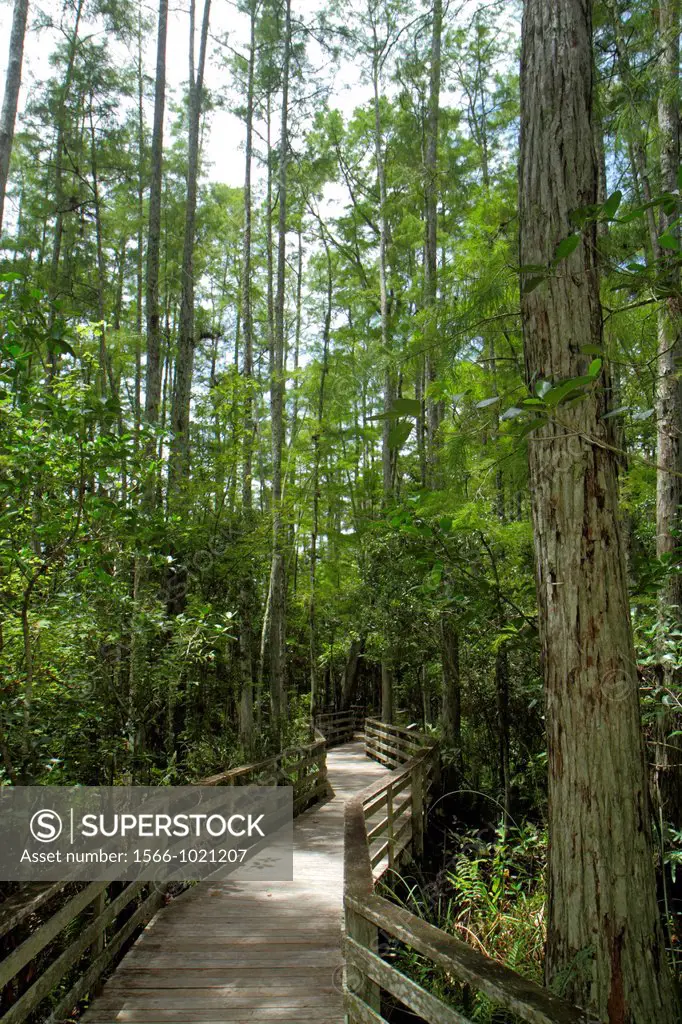 Florida, Naples, Everglades, Corkscrew Swamp Sanctuary & Blair Audubon Center, preserve, watershed, nature boardwalk, largest remaining stand old grow...