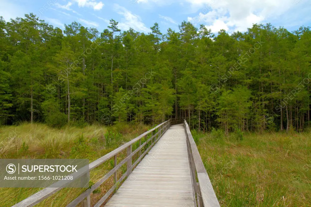 Florida, Naples, Everglades, Corkscrew Swamp Sanctuary & Blair Audubon Center, preserve, watershed, nature boardwalk, largest remaining stand old grow...