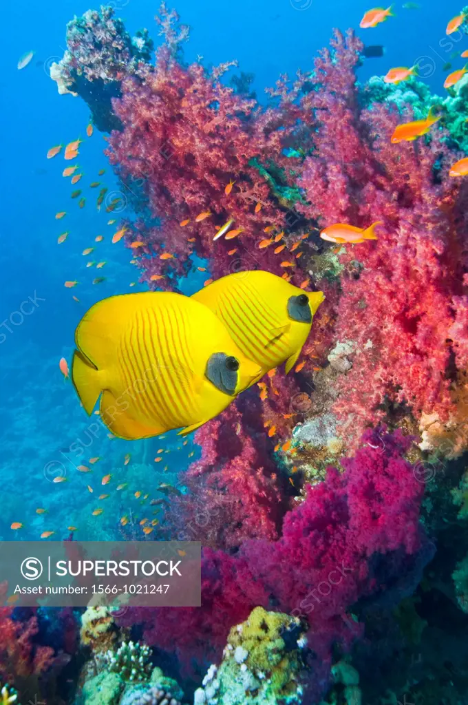 Golden butterflyfish Chaetodon semilarvatus swimming over coral reef with soft corals  Egypt, Red Sea, Gulf of Aden  Endemic