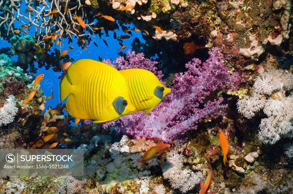 Golden butterflyfish Chaetodon semilarvatus with Lyretail anthias Pseudanthias squamipinnis and soft coral Dendronephthya sp in background  Egypt, Red...
