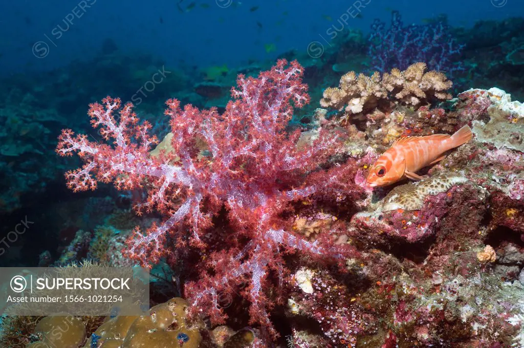 Coral reef scenery with soft coral and Blacktip grouper Epinephelus fasciatus  Andaman Sea, Thailand