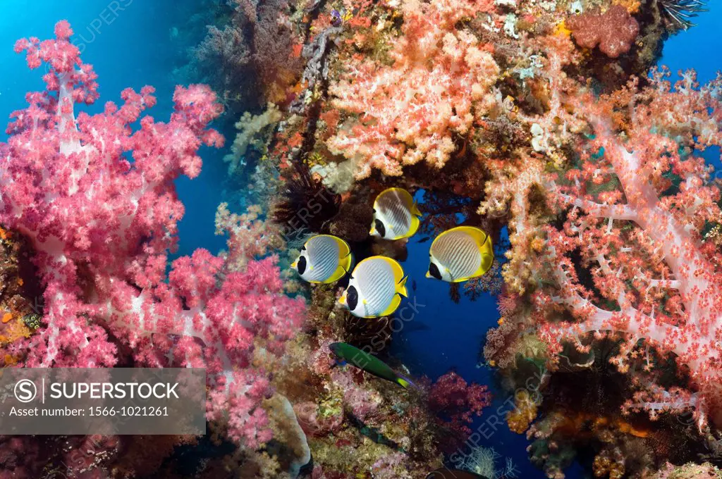 Coral reef with abundant soft corals and Panda butterflyfish Chaetodon adiergastos Raja Ampat, West Papua, Indonesia