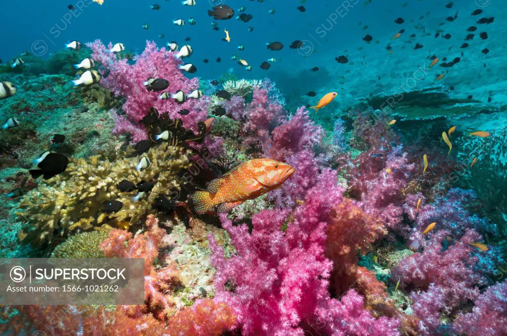Coral hind Cephalopholus miniata on coral reef with soft corals Dendronephthya sp  Andaman Sea, Thailand