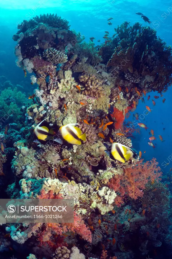 Coral reef scenery with Red Sea bannerfish Heniochus intermedius  Egypt, Red Sea