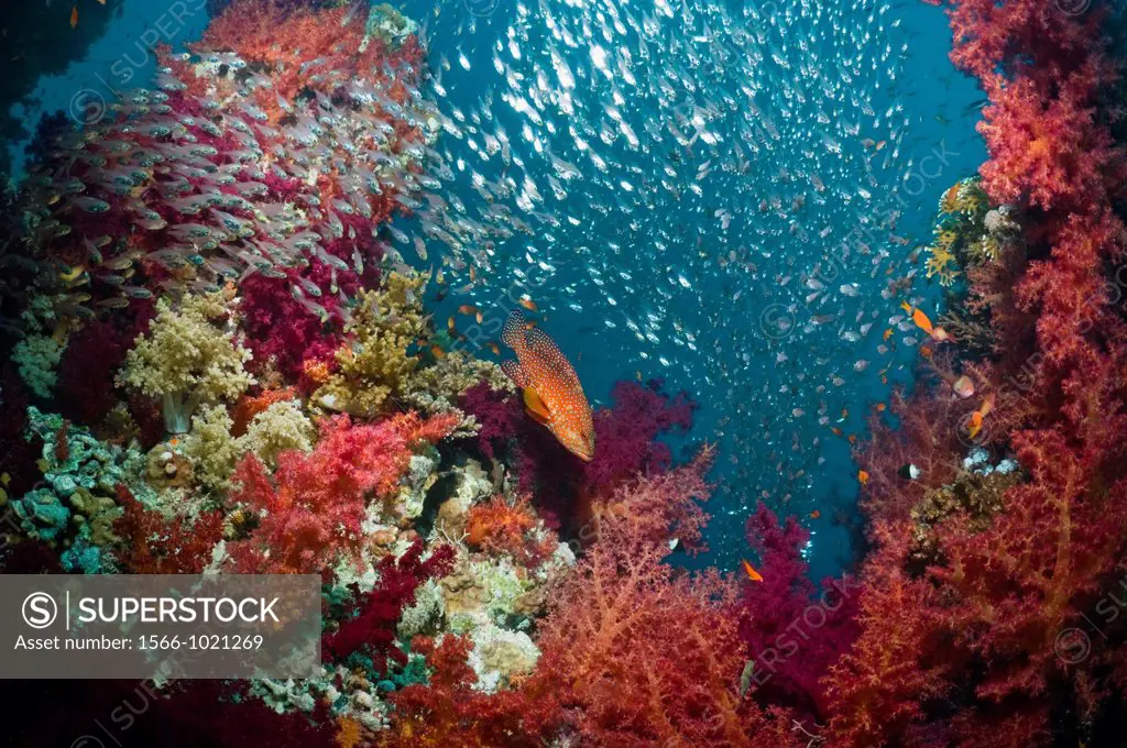 Coral reef scenery with a Coral hind Cephalopholis miniata, soft corals Dendronephthya sp and Pygmy sweepers Parapriacanthus guentheri  Egypt, Red Sea