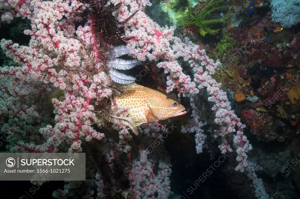 Slender grouper Anyperodon leucogrammicus hiding amongst the branches of a gorgonian like soft coral Siphonogorgia godeffroyi on coral reef  Rinca, Ko...