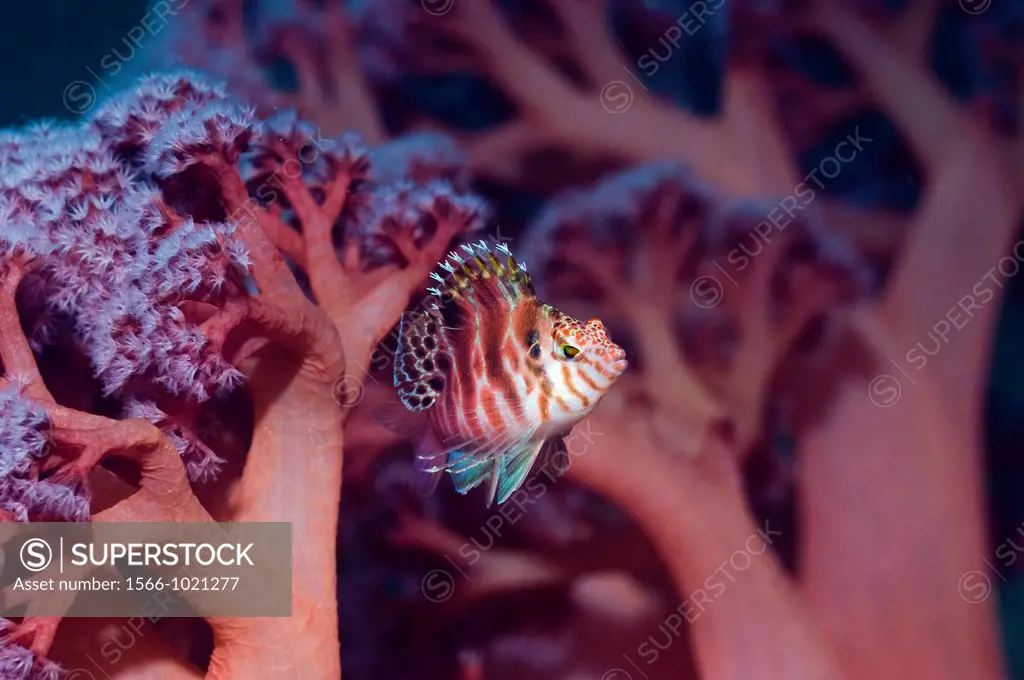 Spotted hawkfish Cirrhitychthys aprinus with soft coral  Rinca, Komodo National Park, Indonesia
