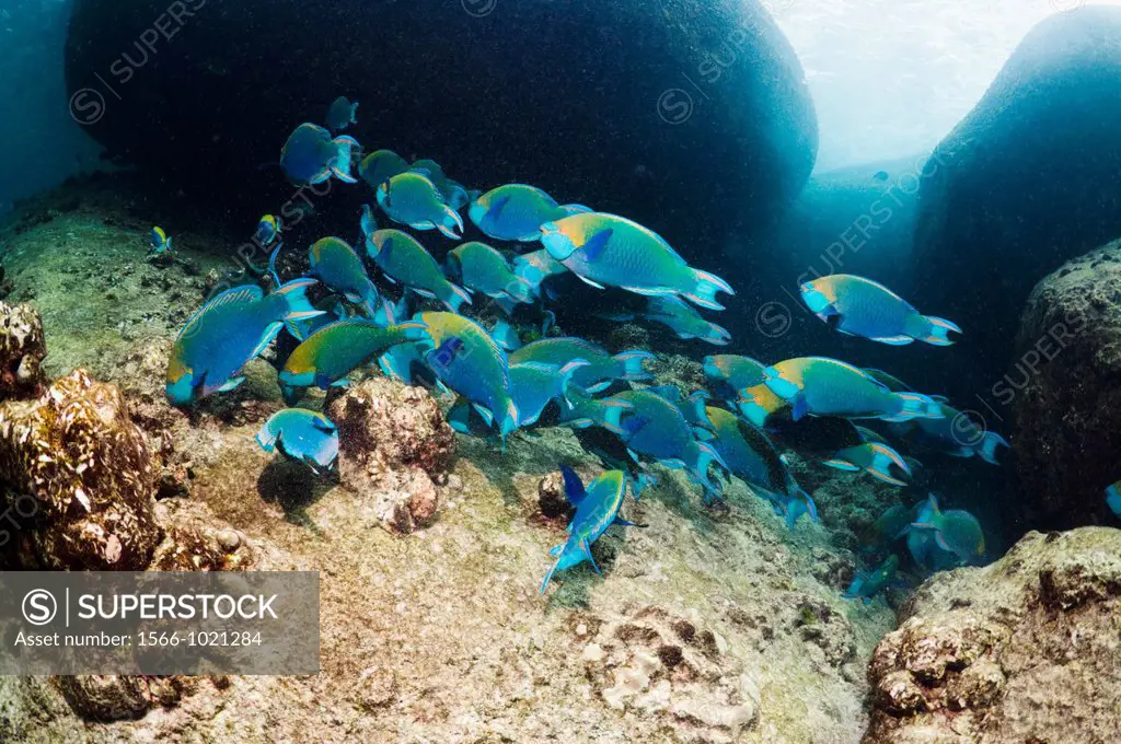 Greenthroat or Singapore parrotfish Scarus prasiognathus, large school of terminal males grazing on algae covered coral rock  Andaman Sea, Thailand