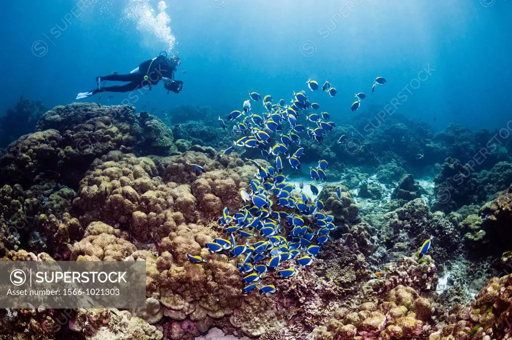 Diver with a large school of Powderblue surgeonfish Acanthurus leucosternon  Andaman Sea, Thailand  MR