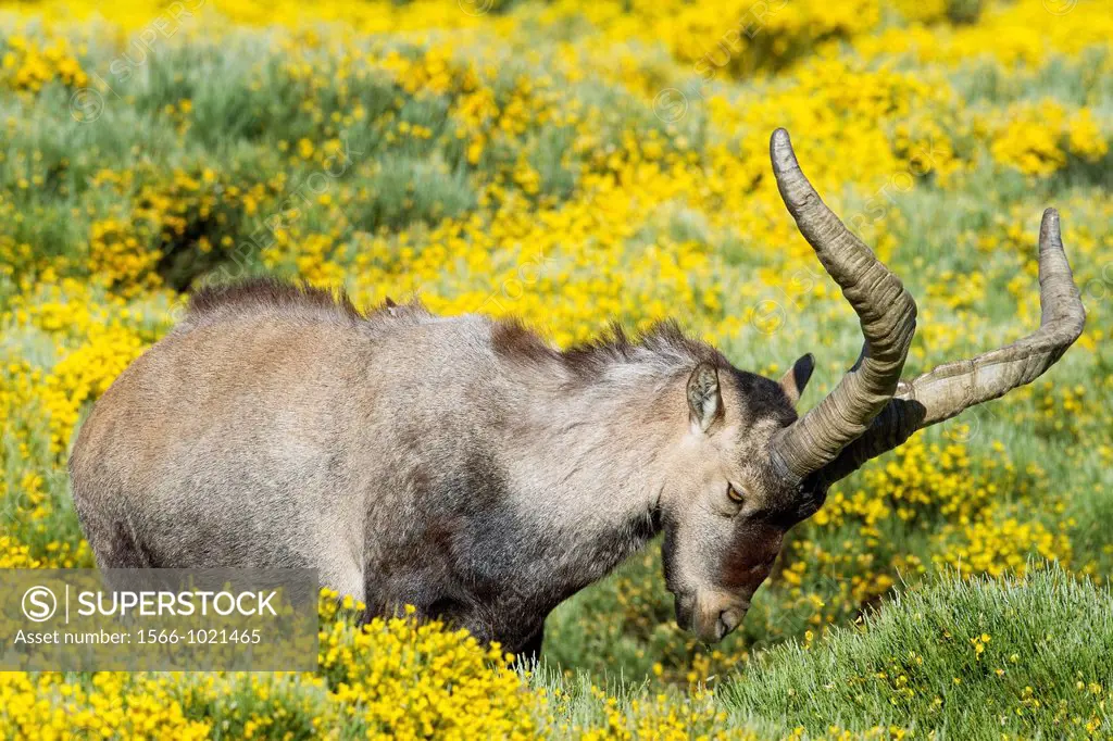 Old male of wild goat Capra pyrenaica in Sierra de Gredos Regional Park, Ávila  Castilla y León, Spain