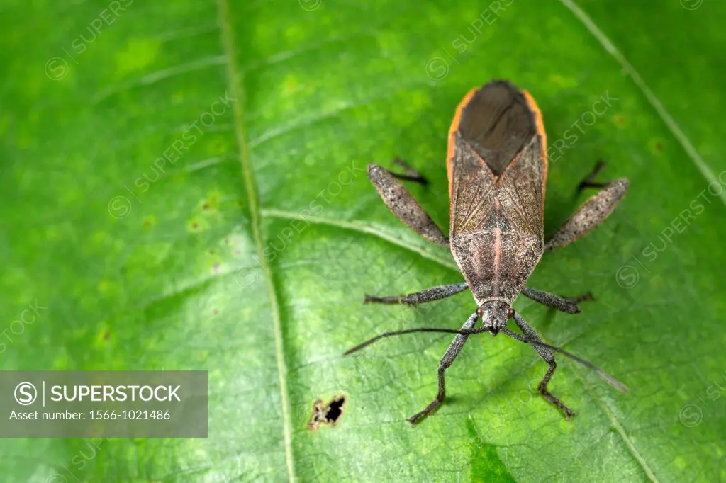 Stink bug. Image taken at Kampung Skudup, Sarawak, Malaysia.