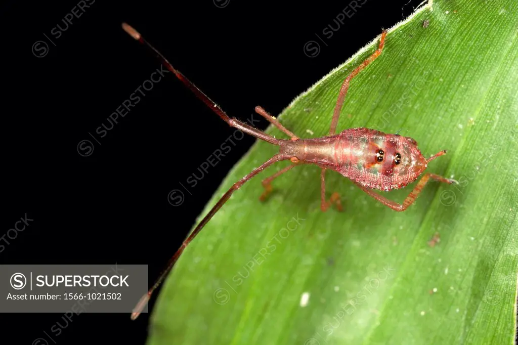 Assassin bug. Image taken at Kampung Skudup, Sarawak, Malaysia.