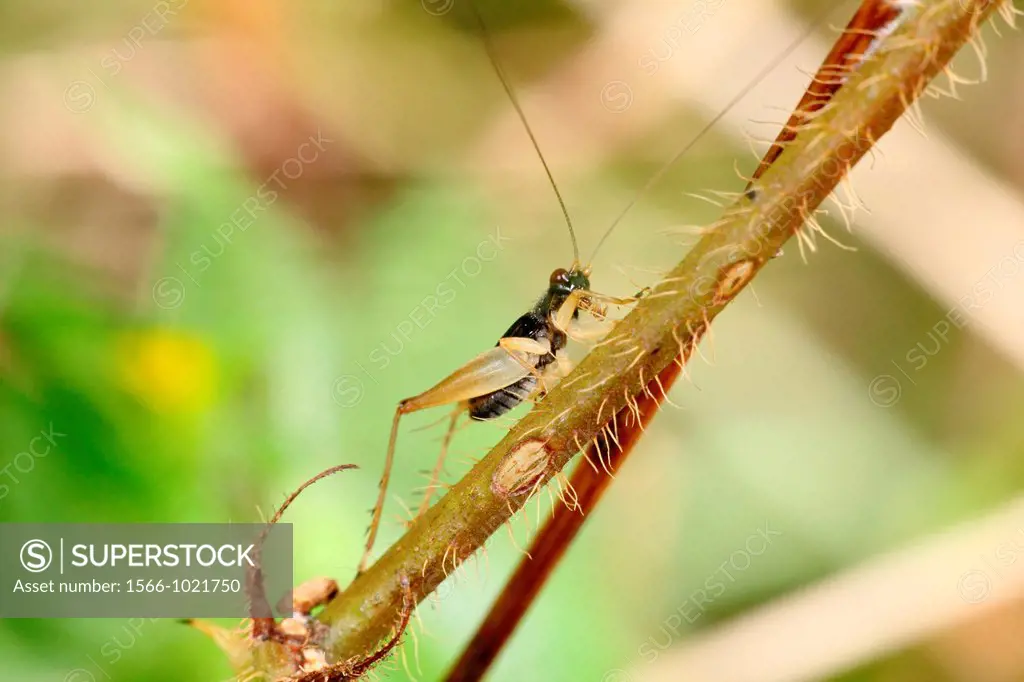 Grasshopper of borneo, Borneo