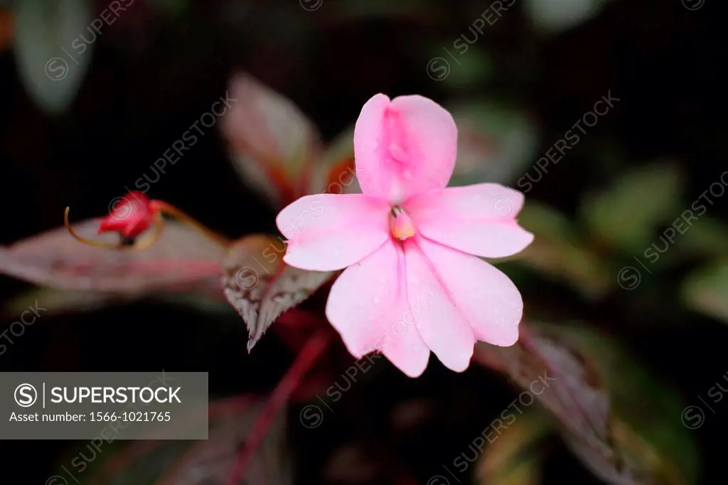 Pink Color Tropical flowers, asia
