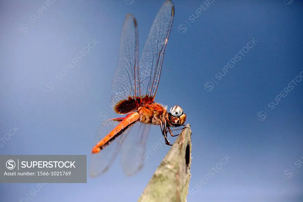 dragon fly of borneo, asia