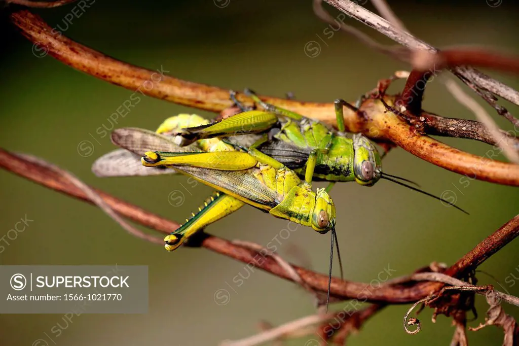 Grasshopper of borneo, Borneo