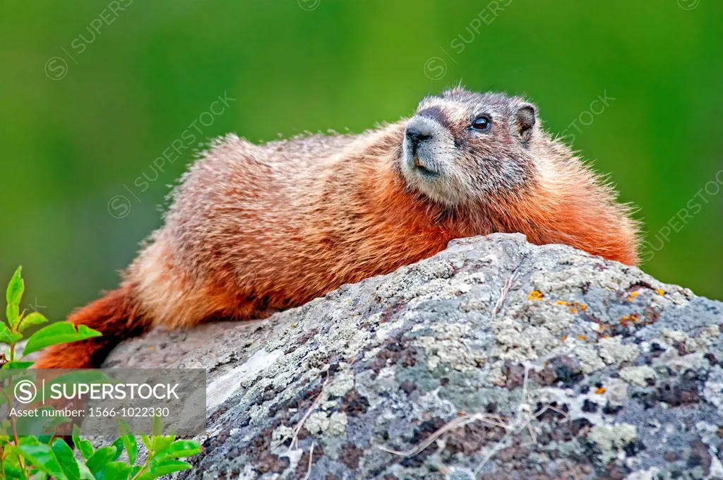 Yellowstone, Yellow Bellied Marmot at Wraith Falls below the Blacktail Deer Plateau at Yellowstone National Park in northern Wyoming