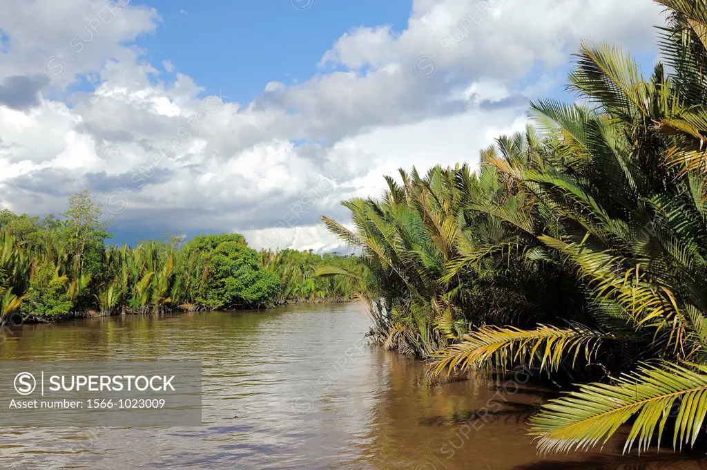 Sekonyer River with Nipa Palms Nypa fruticans, Province Kalimantan, Borneo, Indonesia