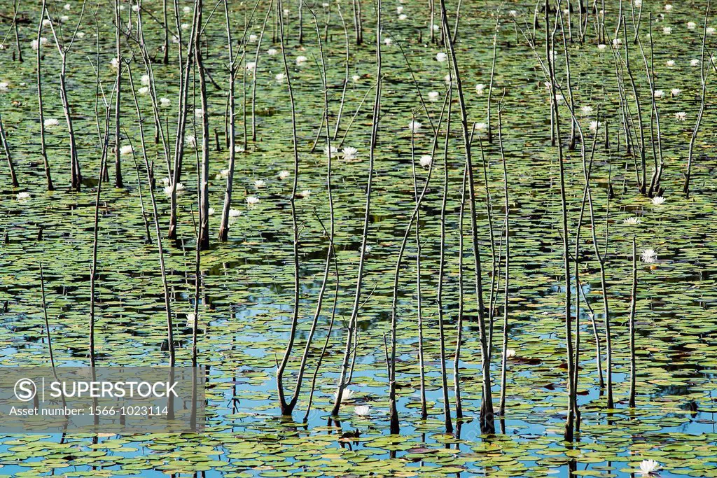 Water lilly bog, Pine Barrens, New Jersey, USA