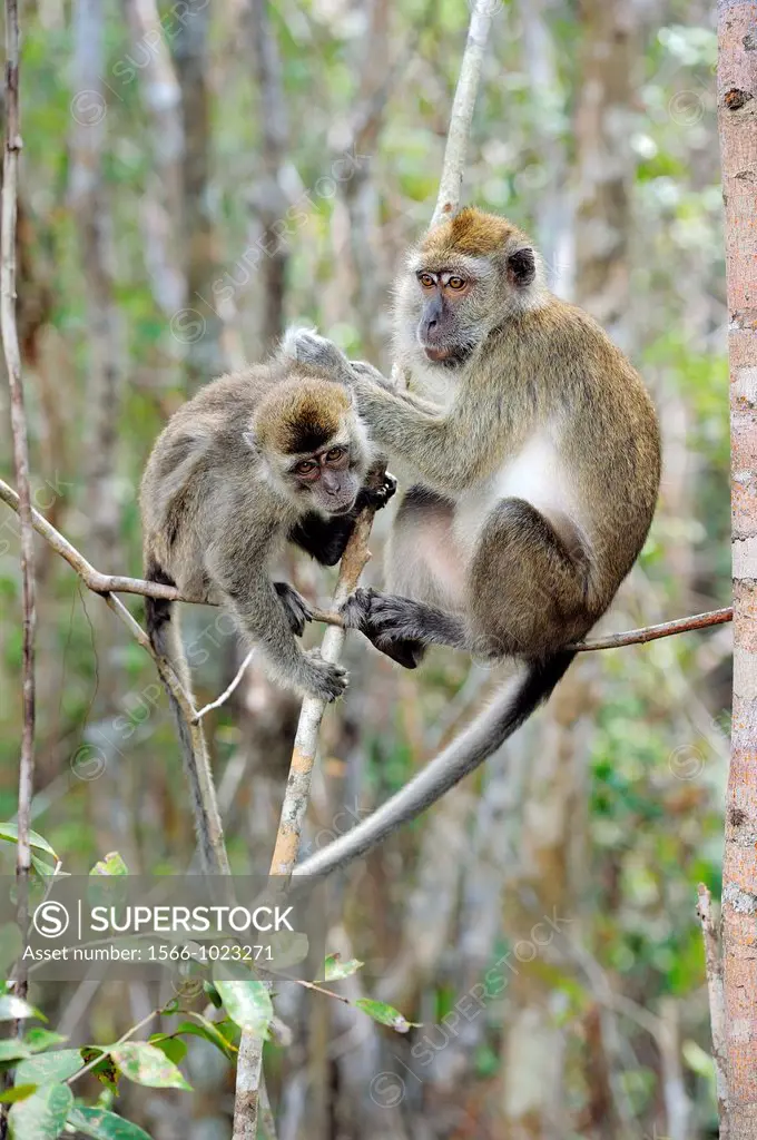 Long-tailed Macaques Macaca fascicularis, grooming, Tanjung Puting National Park, Province Kalimantan, Borneo, Indonesia