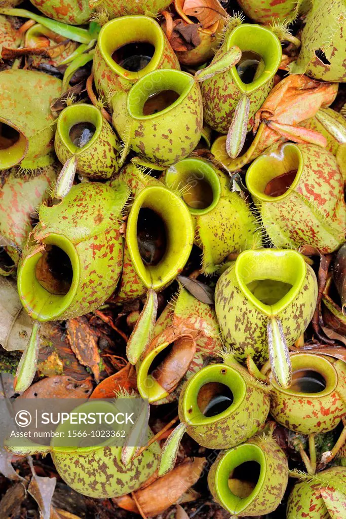 Pitcher Plant Nepenthes spec , Tanjung Puting National Park, Province Kalimantan, Borneo, Indonesia