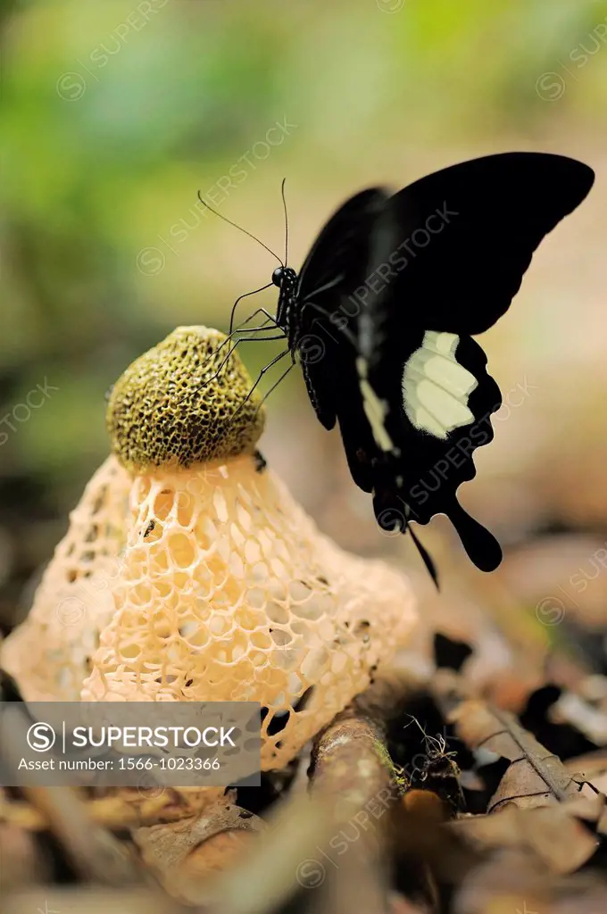 Tropical butterfly and mushroom, Tanjung Puting National Park, Province Kalimantan, Borneo, Indonesia