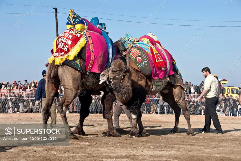 Camel Wrestling, Izmir, Turkey