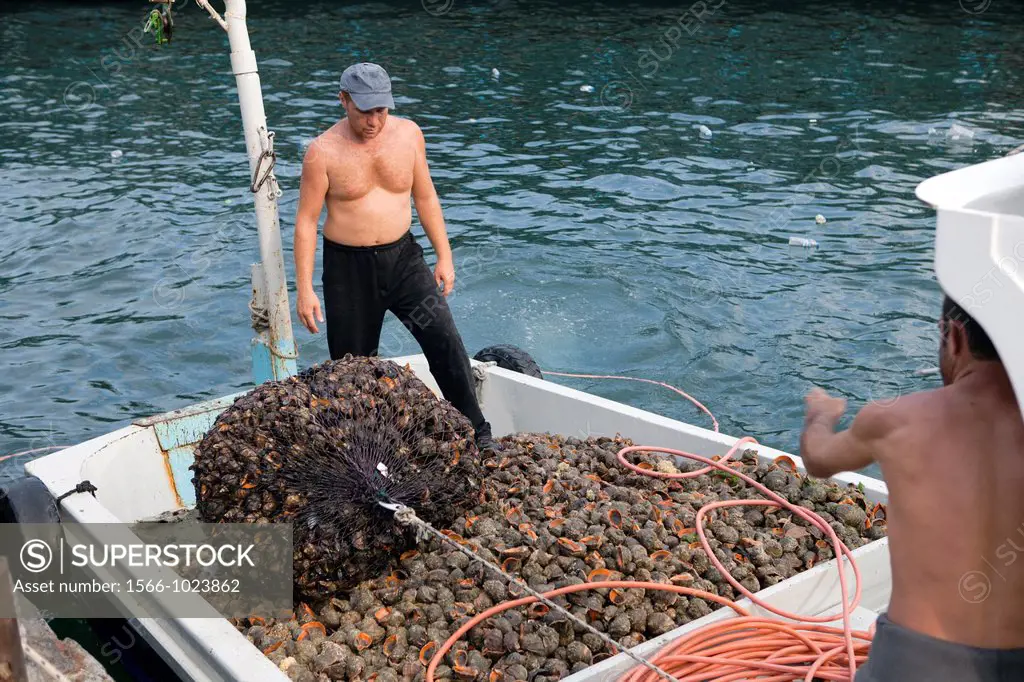 mussel fishing in the bosphorus, Istanbul