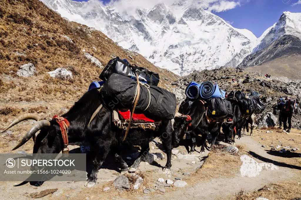 Yak, Bos mutus or Bos grunniens, Chhukhung, Island Peak trek, Lhotse glacier, Sagarmatha National Park, Khumbu Himal, Nepal, Asia