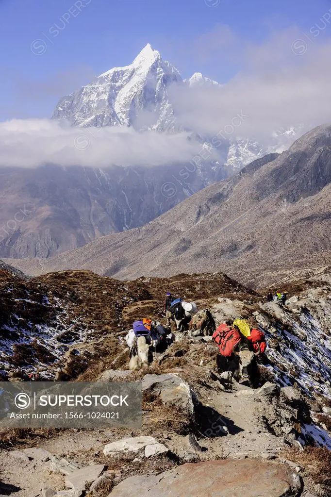 Yak, Bos mutus or Bos grunniens, Chhukhung, Island Peak trek, Lhotse glacier, Sagarmatha National Park, Khumbu Himal, Nepal, Asia