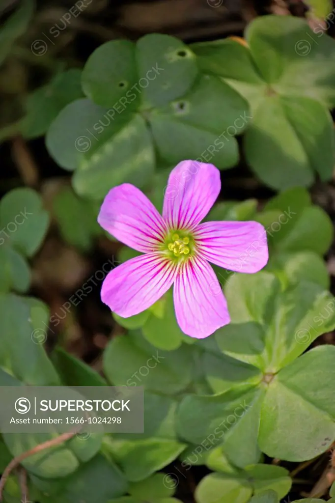 Oxalis debilis var  corymbosa, Large-Flowered Pink Sorrel, lilac oxalis, pink wood sorrel