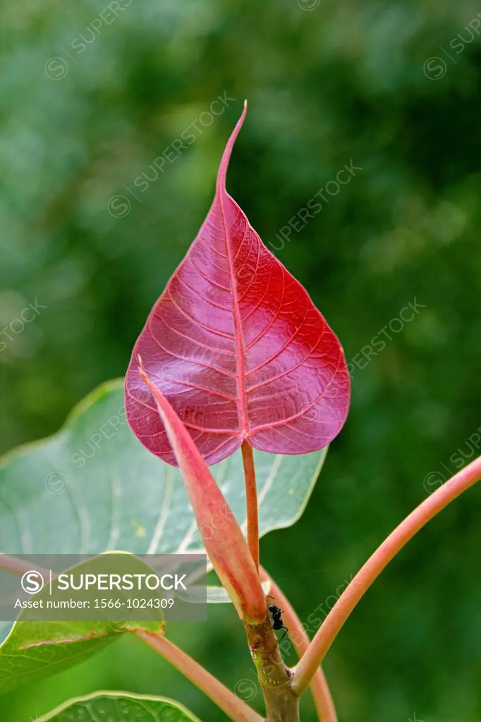 young leaf, Ficus Religiosa plant