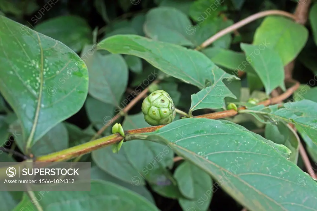 Fruit of Morinda citrifolia, great morinda, Indian mulberry, India
