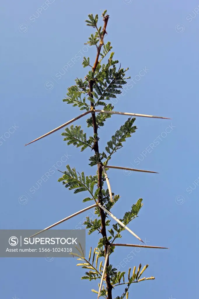 Thorns of Acacia Nilotica, Babul tree, India
