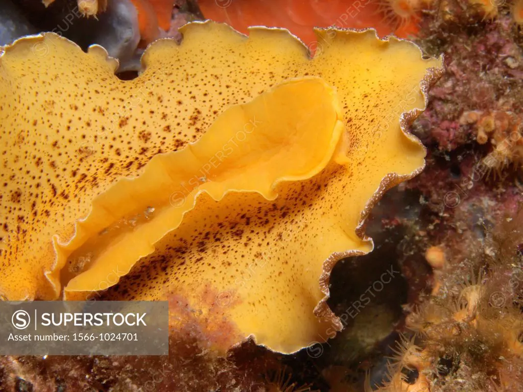 platydoris argo nudibranch
