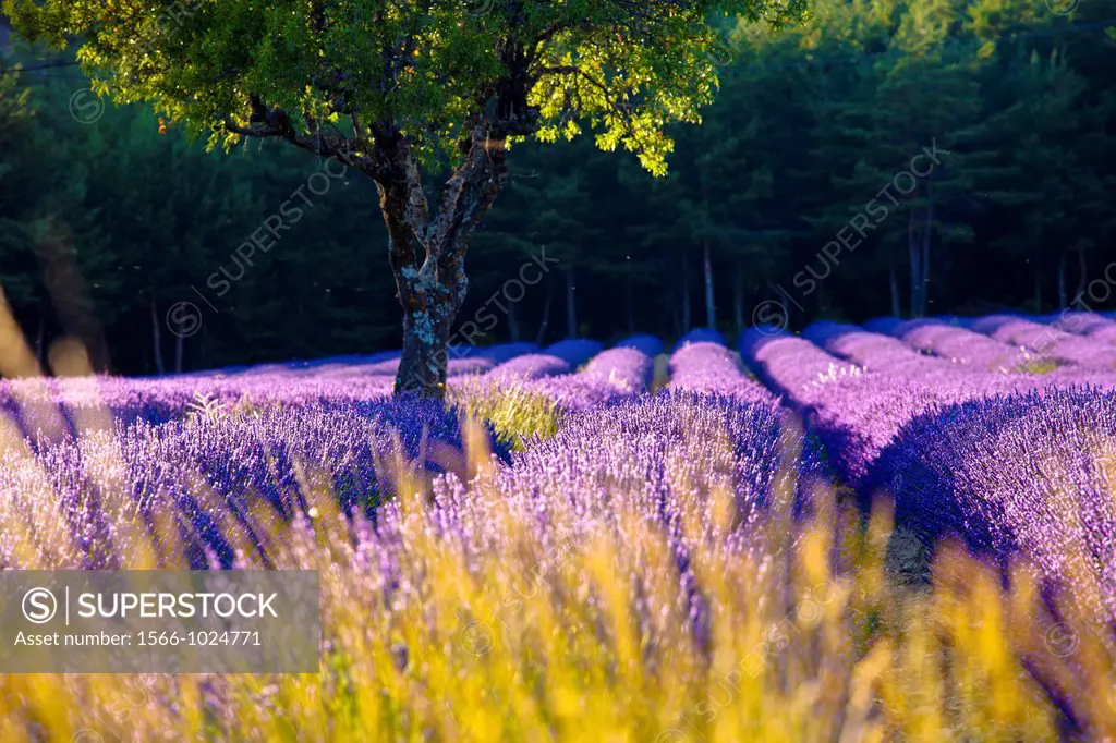 Blooming field of Lavender Lavandula angustifolia around Sault and Aurel, in the Chemin des Lavandes, Provence-Alpes-Cote d´Azur, Southern France, Fra...