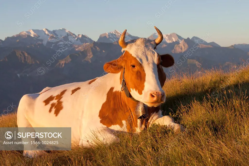 cow lying on meadow in alpine landscape, Niederhorn, Switzerland