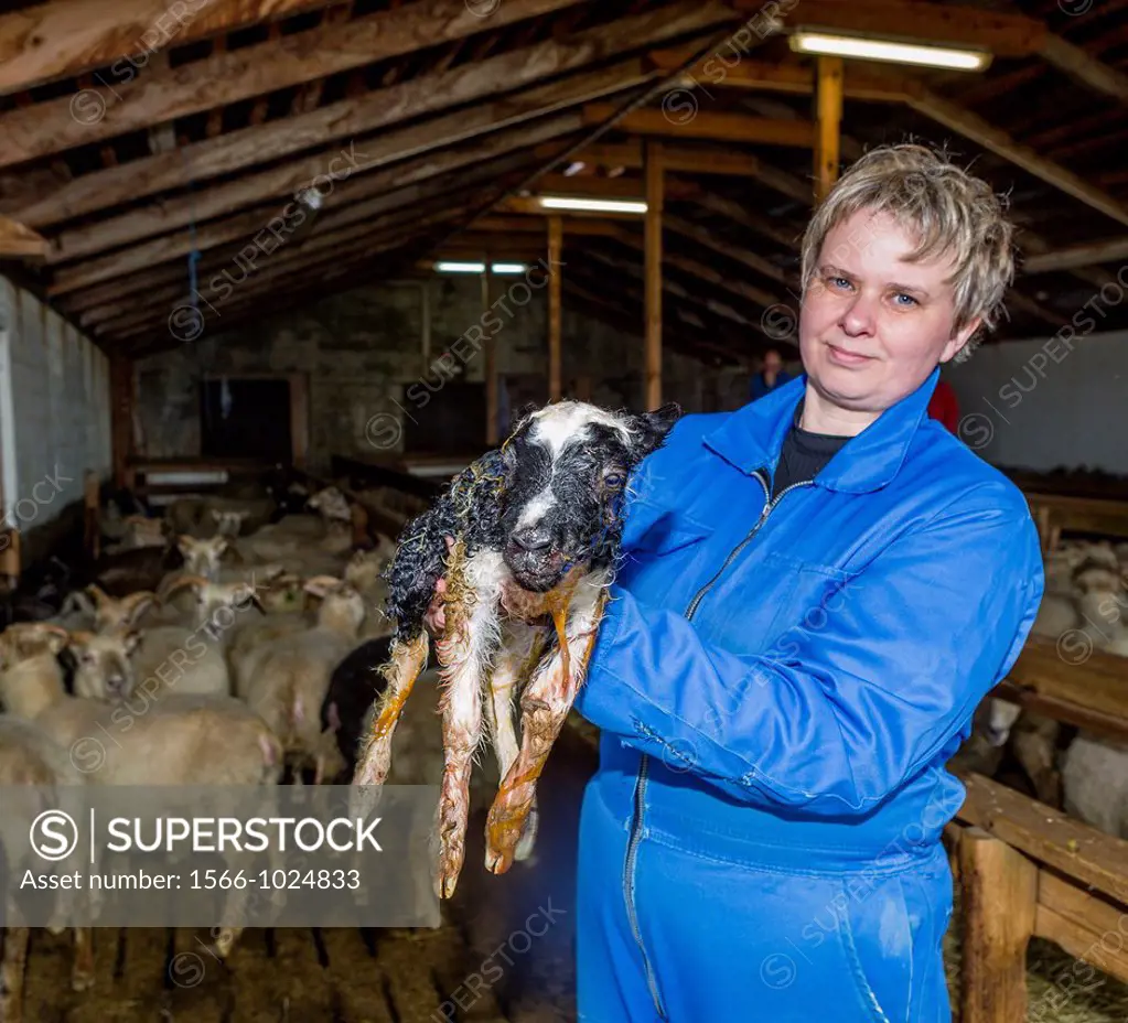 Farmer holding newborn lamb, Litla Hof, Iceland